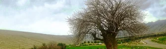 ریجاب "ریژاو"