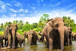 مرکز نگهداری از فیل‌های پیناوا (Pinnawala Elephant Orphanage)