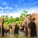 مرکز نگهداری از فیلهای پیناوا (Pinnawala Elephant Orphanage)