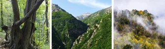 جنگل های هیرکانی