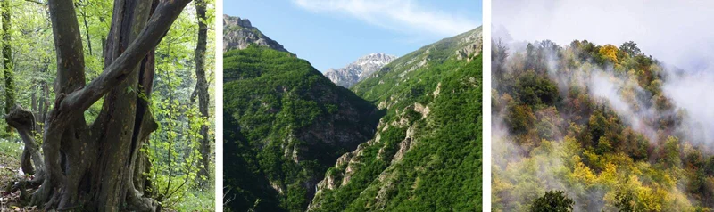 جنگل های هیرکانی