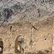 قلعه شیخ مکان (پور اشرف)